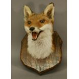 A TAXIDERMY FOX MASK, Vulpes vulpes, mounted on a shield-form oak plaque, by David Forster (Cumbrian