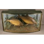 A CASED TAXIDERMY DISPLAY, a pair of Bream, mounted in a naturalistic setting within a glazed bow-