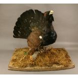 A TAXIDERMY CAPERCAILLIE SPECIMEN  Male, full mount in calling pose on a naturalistic  base with cut