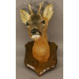 A TAXIDERMY ROE DEER HUNTING TROPHY, Capreolus capreolus, neck mounted to an oak shield-form plaque,