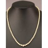 A STRING OF GRADUATED PEARLS, the fastener marked 10k, in Fortnum and Mason case. 50cm(L) CONDITION: