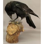 A TAXIDERMY RAVEN SPECIMEN Corvus corax, mounted on a tree stump section. 51cm(h) CONDITION: Some