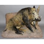 A LARGE TAXIDERMY BOAR SPECIMEN, Sus scrofa, modelled seated on a naturalistic base. 93cm(h)