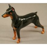 A ROYAL DOULTON 'DOBERMAN PINCHER' FIGURE Champ Rancho Dose's Storm HN2645.  15cm(h)  CONDITION: