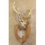 Large Mounted Stag's Head