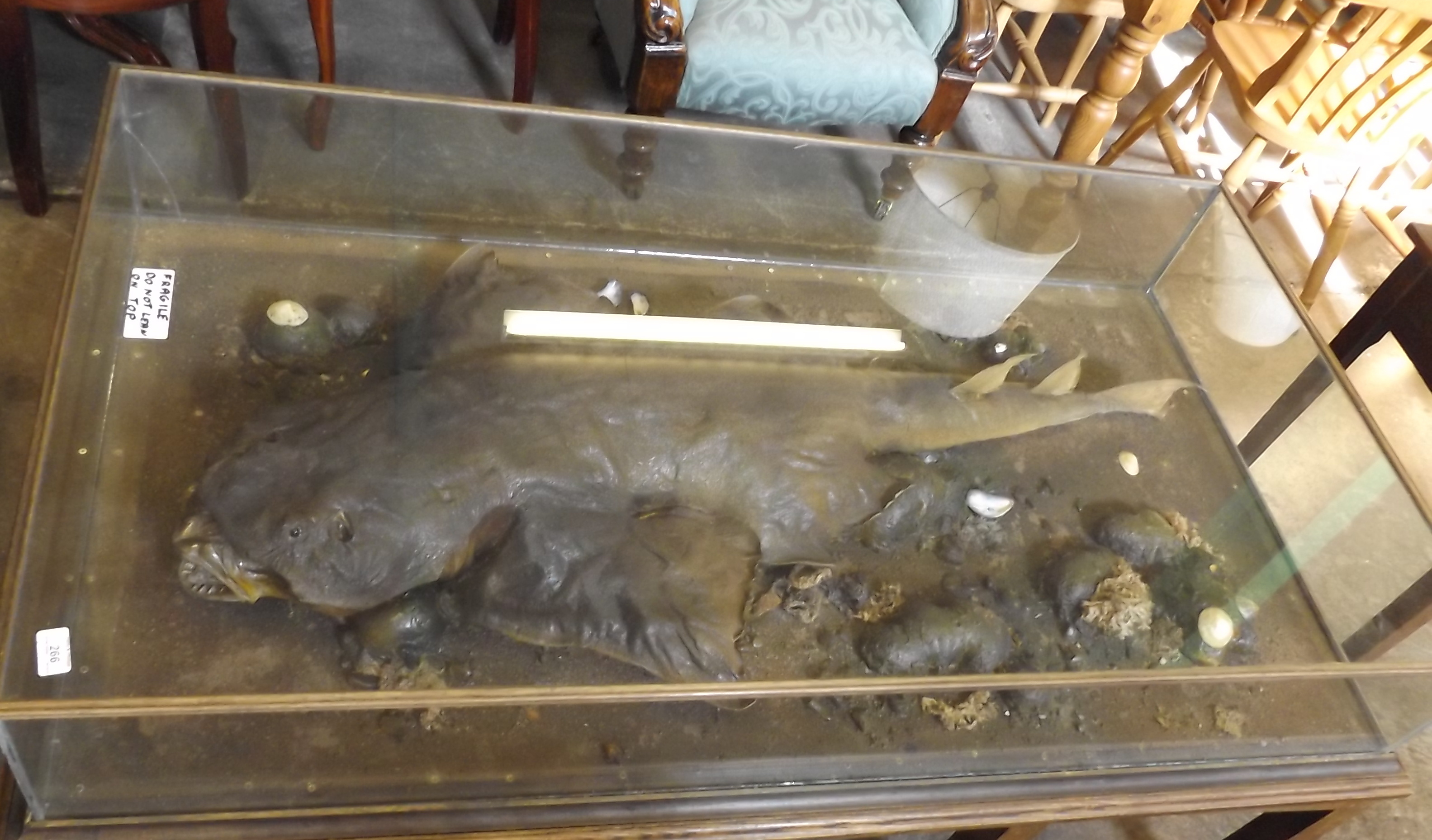 Rare Taxidermy of an Angel Shark - pre 1947 - in Glass Case
