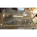 Rare Taxidermy of an Angel Shark - pre 1947 - in Glass Case