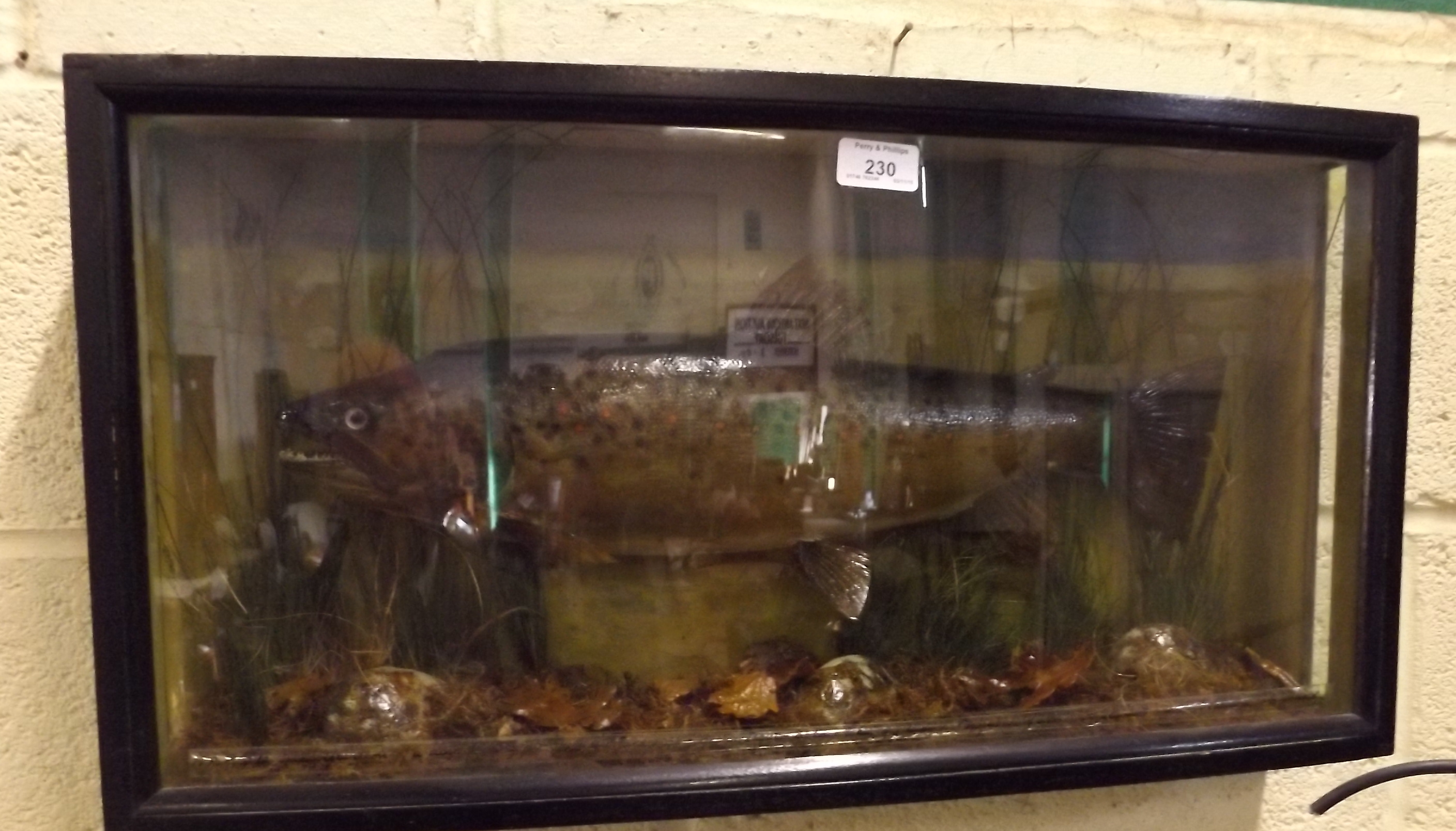 Preserved Fish in Bow Fronted Case