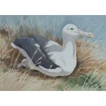 Noel William Cusa (1909-1990),   "Royal Albatross", signed, gallery label - 'Mall Galleries'