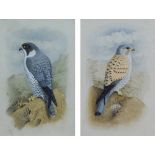 British School, 19th century, Peregrine falcon and a kestrel, unsigned, a pair, watercolour, 17.5