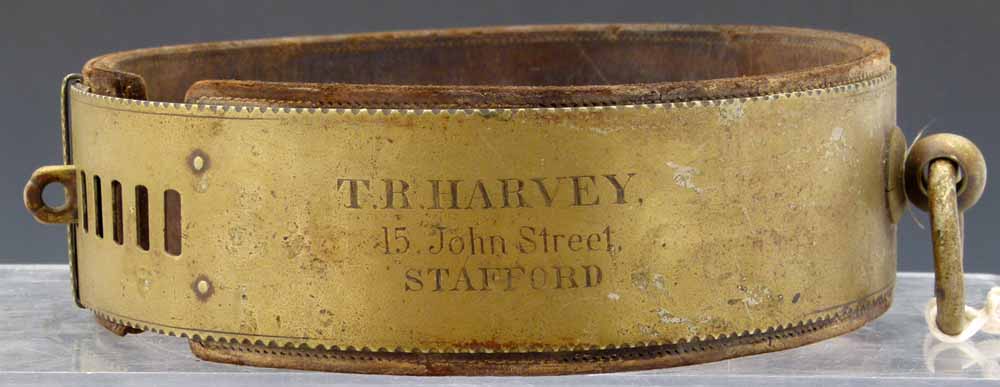 Brass and leather adjustable dog collar, inscribed " TR Harvey, 45 John Street, Stafford" width 6cm, - Image 3 of 7