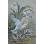 S. Buxton, 19th/20th century,   Cockatoo and flora, signed and dated 1907, watercolour, 53 x