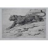 Herbert Thomas Dicksee (1862-1942),  Leopard, signed in pencil in the margin, with Fine Art Trade