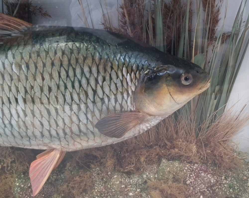 Cased Taxidermy stuffed Roach, the rounded glass front with inscription 'British Record Roach, 4lb - Image 2 of 9