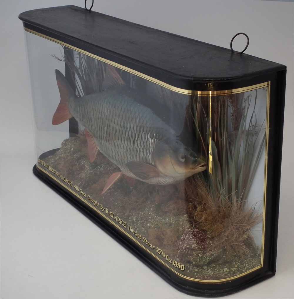 Cased Taxidermy stuffed Roach, the rounded glass front with inscription 'British Record Roach, 4lb - Image 8 of 9