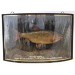 Cased Taxidermy stuffed Roach, the bowed glass front with inscription '1lb 14oz Caught by C.E.