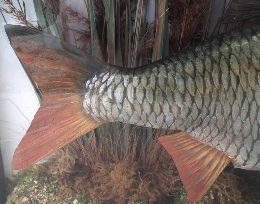 Cased Taxidermy stuffed Roach, the rounded glass front with inscription 'British Record Roach, 4lb - Image 3 of 9