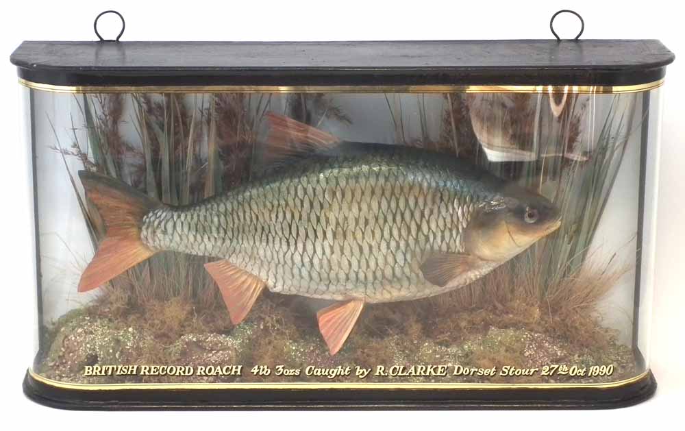 Cased Taxidermy stuffed Roach, the rounded glass front with inscription 'British Record Roach, 4lb