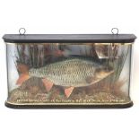 Cased Taxidermy stuffed Roach, the rounded glass front with inscription 'British Record Roach, 4lb