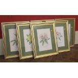 Kristin Gilberg, 20th century, set of six framed and glazed botanical watercolour and pencil studies