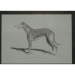 A Pencil Sketch depicting a greyhound un
