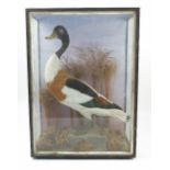 A taxidermy model, of a Shelduck, in naturalistic setting, within a glazed case, 23.