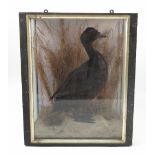 A taxidermy model, of a black duck with red section to bill, in naturalistic setting,
