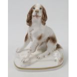 A Royal Worcester model, of a Springer Spaniel,