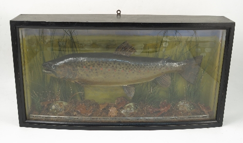 A cased brown trout, in slightly bow front case,