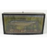 A cased brown trout, in slightly bow front case,