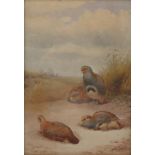 John Cyril Harrison, watercolour, study of four partridges in landscape, 18ins x 13ins (D) Condition