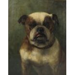 English school oil on canvas, Joe, portrait of an English bulldog, signed E Magu... 1913, 20.