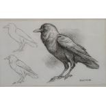 Charles Tunnicliffe, pencil/crayon sketch on paper, of a raven, signed with initials and dated '27,