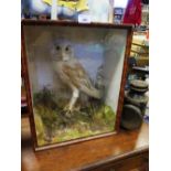 A Taxidermy Barn Owl in glazed case