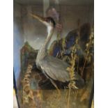 A Taxidery Grey Heron in glazed case