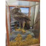 A Taxidermy Bird of Prey in glazed case