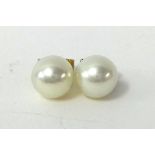 Pair of single pearl and yellow metal earrings possibly Mikimoto