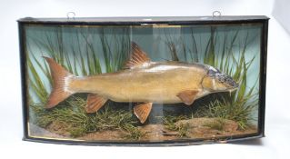 Taxidermy - A Barbel in naturalist setting with bow glass cabinet with makers label J. Copper &
