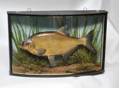 Taxidermy - A Bream in naturalist setting with bow glass cabinet with makers label J. Cooper & Sons,
