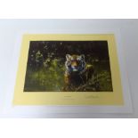 DAVID SHEPHERD Limited edition print 'Cool Tiger' No 11/1500, signed, unframed, 20.5cm x 30cm