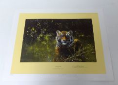 DAVID SHEPHERD Limited edition print 'Cool Tiger' No 11/1500, signed, unframed, 20.5cm x 30cm