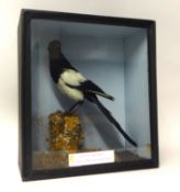 A cased taxidermy Magpie originally from Walter Potters Museum of Curiosities with booklet, 43cm x