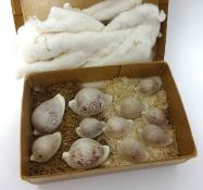 An interesting collection of eleven Commemorative Cameo Shells, detailing 19th century Royal