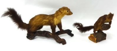 Two taxidermy animals, a pine martin and a red squirrel (2)