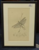 JOHN CURTIS etchings of insects, 24cm x 15cm.(4).