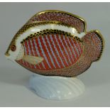 Royal Crown Derby paperweight, Gourami Tropical Fish with gold stopper (boxed)