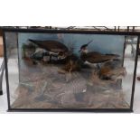 20th Century Taxidermy Cased set of four birds including lapwings etc