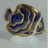 Royal Crown Derby paperweight of a koran angelfish with gold stopper (boxed)