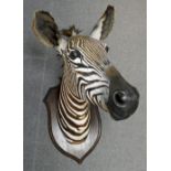 Victorian Taxidermy Rowland Ward Trophy Mount Zebra Head makers stamp and signature to rear, some