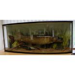 20th Century Taxidermy Cased Pike in perspex bow fronted case